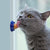 Healthy Cat Snacks Catnip Sugar Candy Licking Nutrition