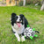 Interactive Dog Football Inflated Training Toy