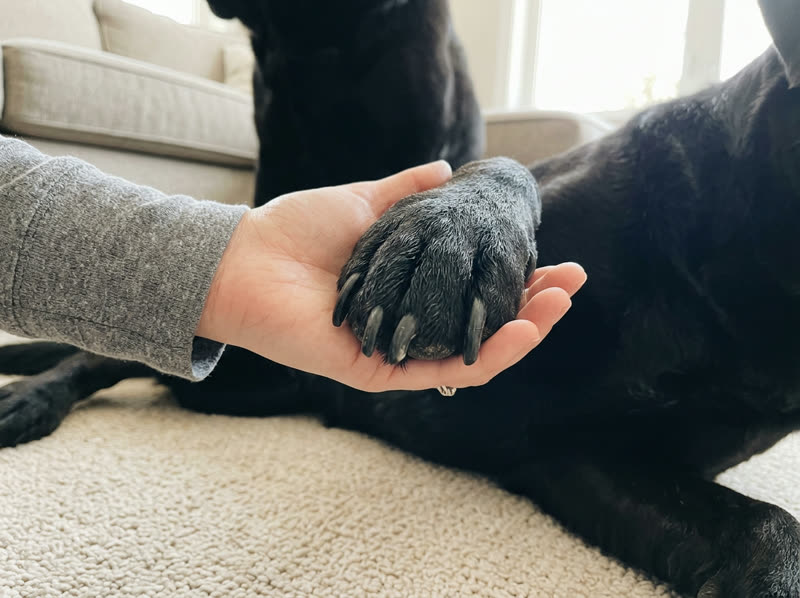 Overgrown dark nails on a large dog